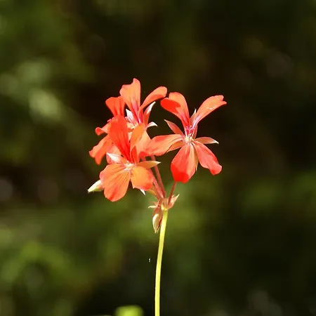Large With Garden Near The Lake, Cleaning Included 펜션